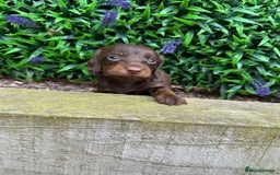 Miniature Dachshund dogs for sale: Long Haired Miniature Dachshund puppies - Image 15