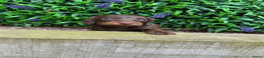 Miniature Dachshund Puppy 4
