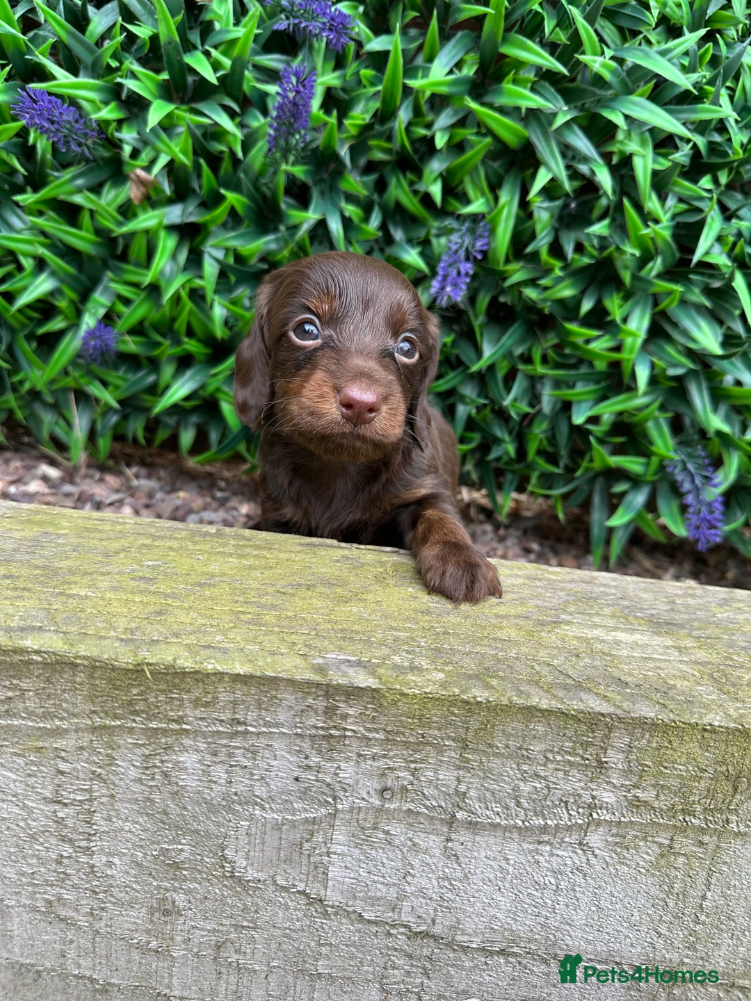 Miniature Dachshund dogs for sale: Long Haired Miniature Dachshund puppies - Image 15