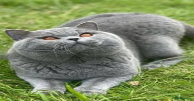 British Longhair cats - Advert 2