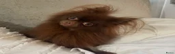 Pomeranian dogs for sale: Chocolate Parti Pomeranian  - Advert 10