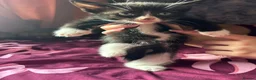 Mixed Breed cats for sale: 5 gorgeous fluffy kittens - Advert 15
