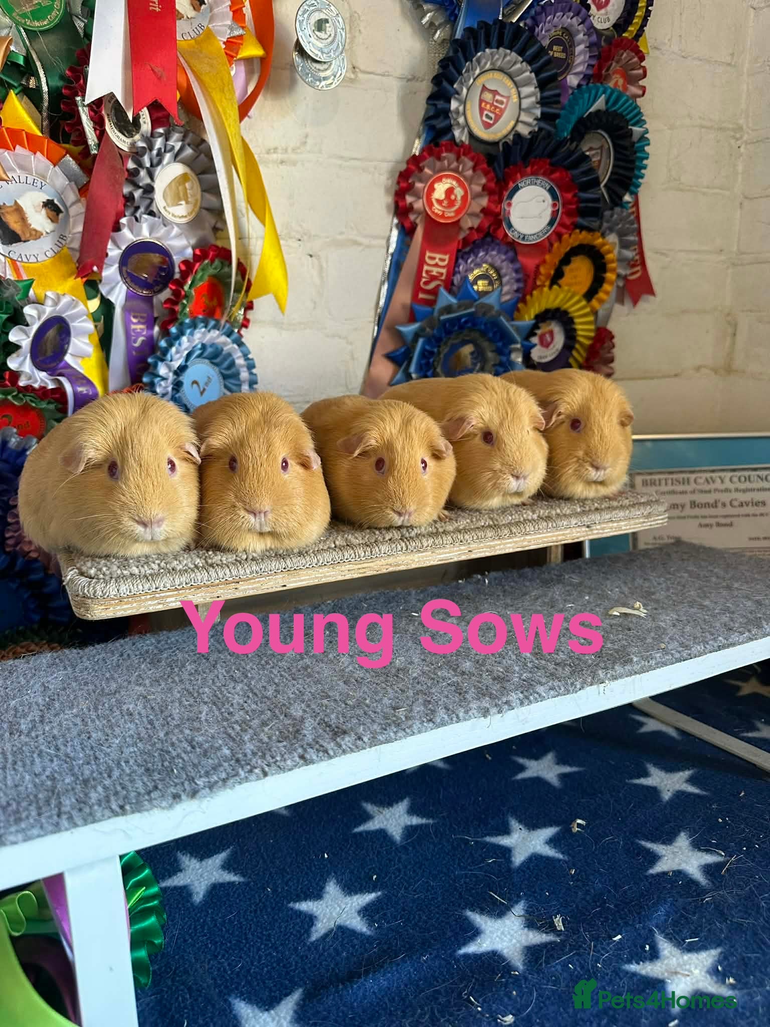 Guinea Pig rodents Guinea pigs lots of Young Show Sows and Boars  - Advert 1