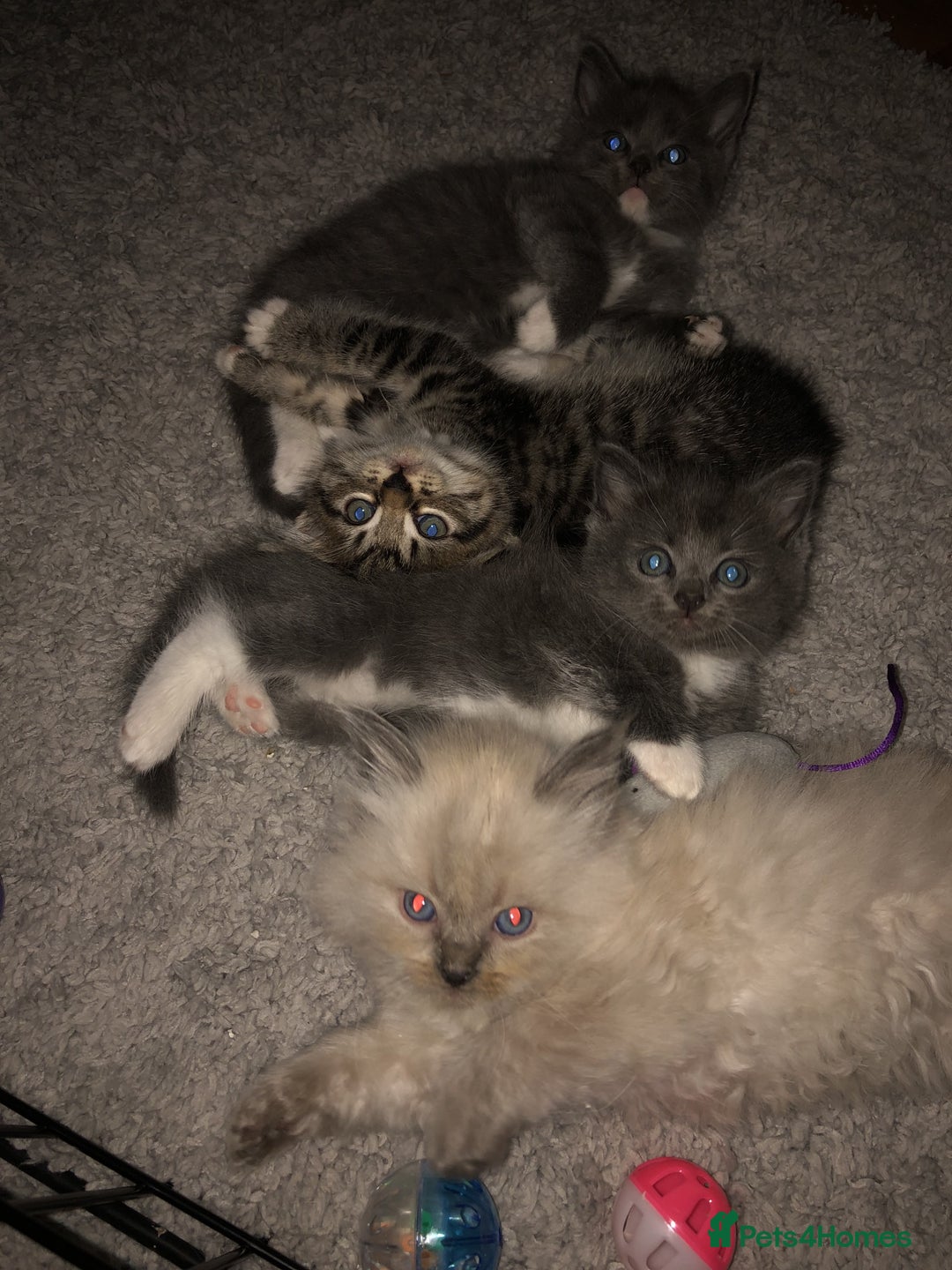 Mixed kittens for sale in Belfast Pets4Homes