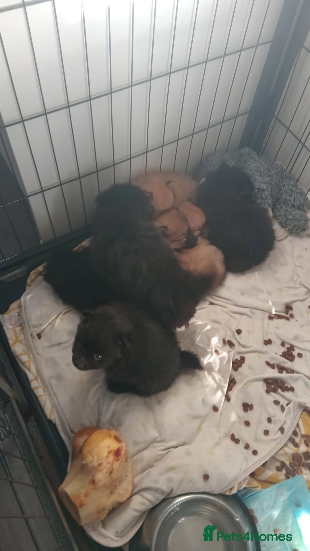 Pomeranian dogs for sale: Pomeranian fluffy bears 🐻  - Advert 2