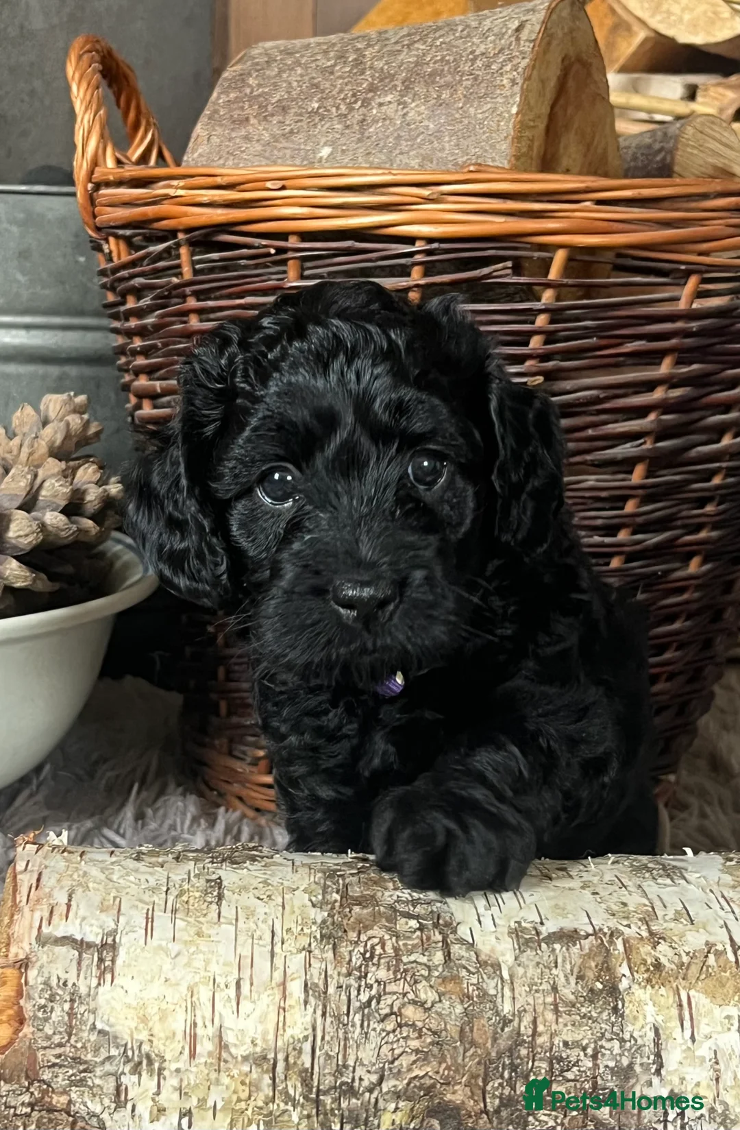 Cockapoo dogs for sale: Health tested F1B black female cockapoo  - Advert 2