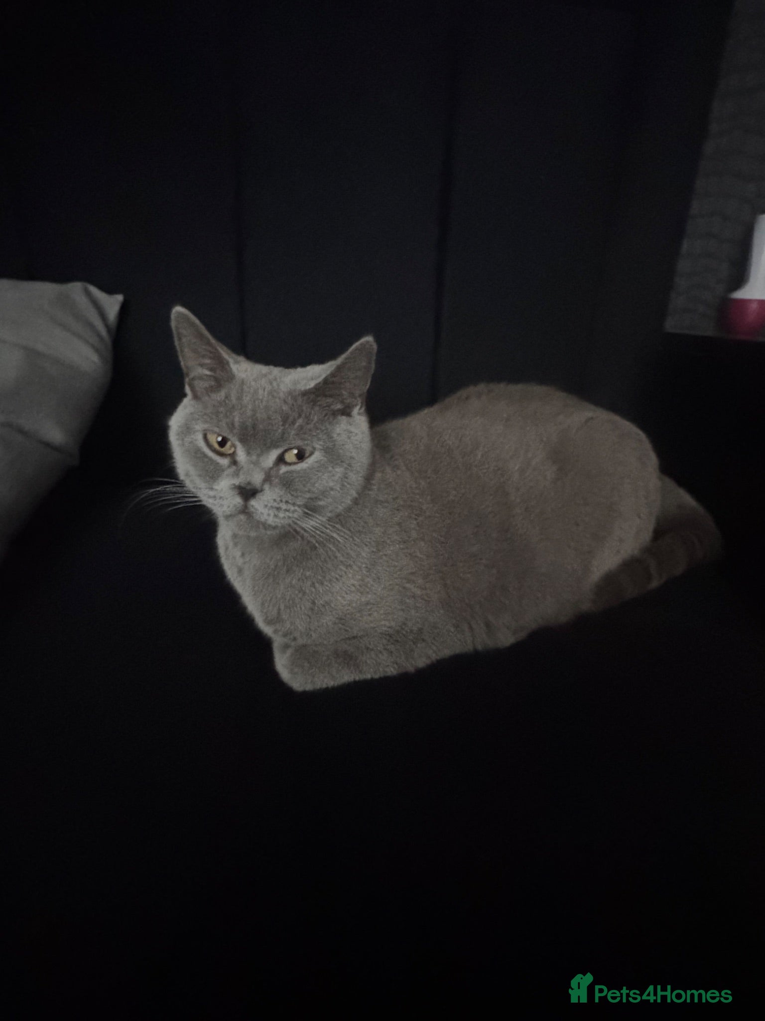 Brazilian Shorthair cats Half British short hair  - Advert 7