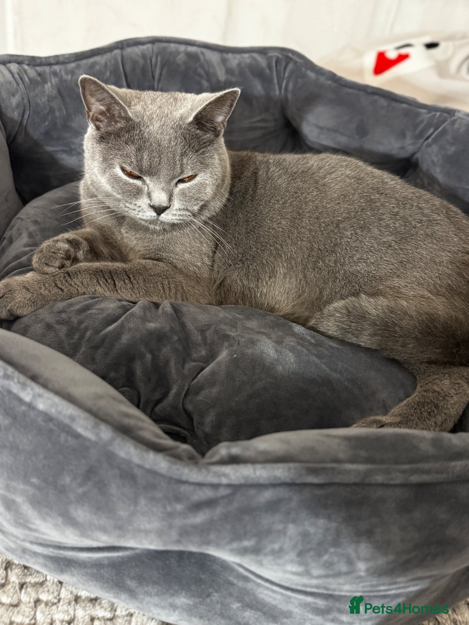 British Shorthair cats British Shorthair - Advert 1