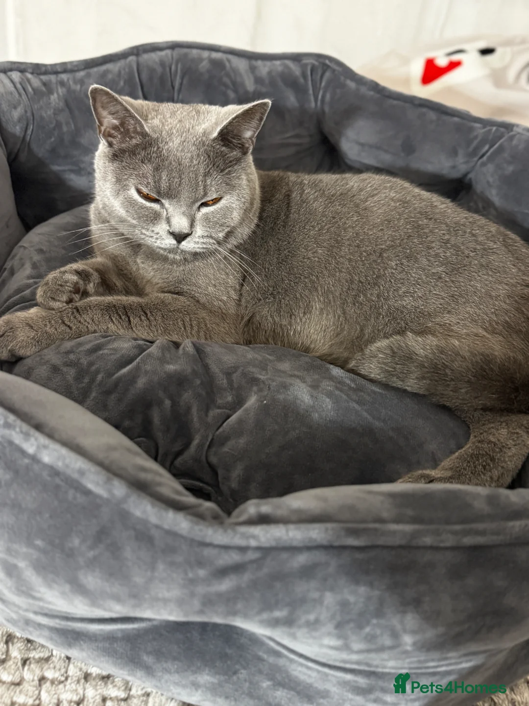 British Shorthair cats for sale: British Shorthair in Isleworth - Advert 1