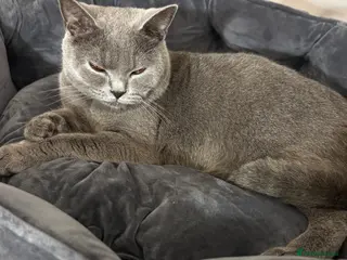 British Shorthair cats British Shorthair - Advert 1