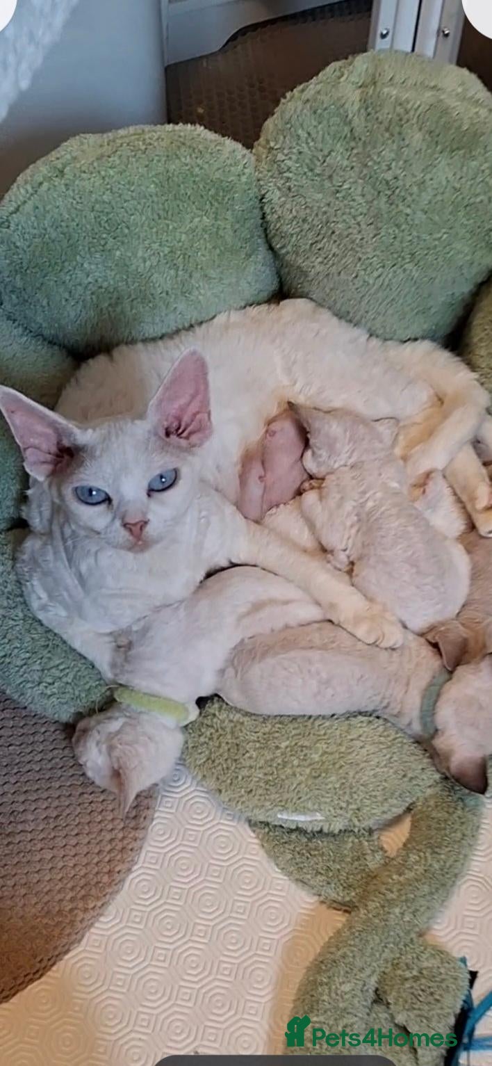 Devon Rex cats Devon rex kittens FIFE registered/spayed - Advert 1