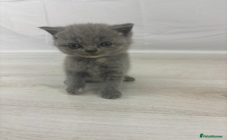 British Shorthair cats - Advert 3