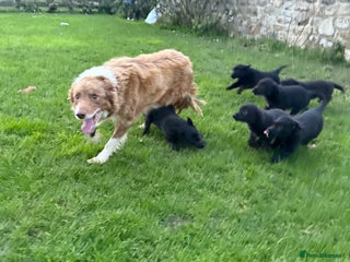 Border Collie dogs Fabulous Border Collie x Labrador Puppies - Advert 5