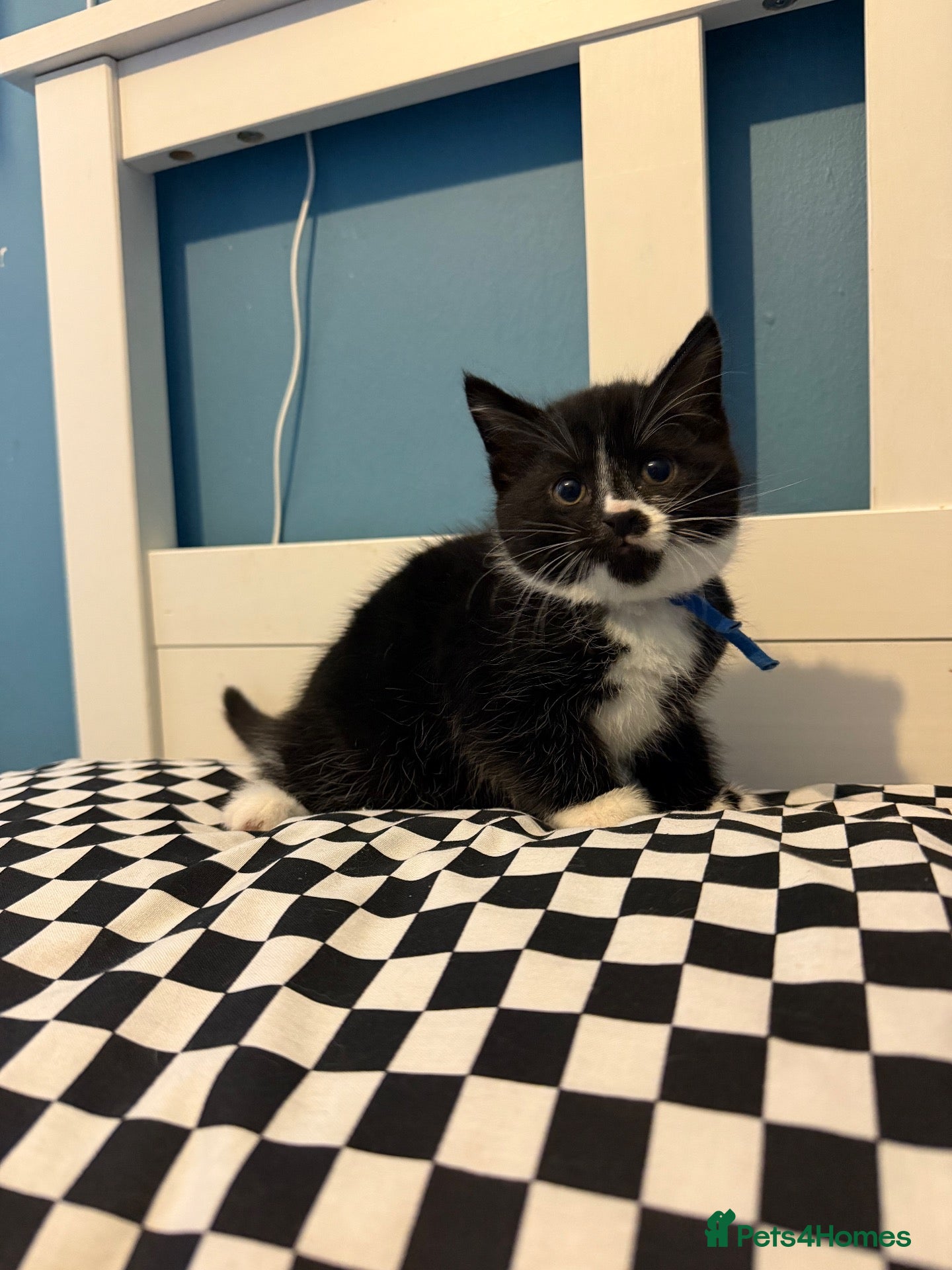 Mixed Breed cats for sale: 2 LAST KITTENS LEFT 🐾 REDUCED PRICE - Advert 2