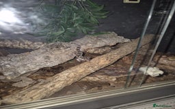 Gecko reptiles for sale: Central American banded gecko for sale - Image 3