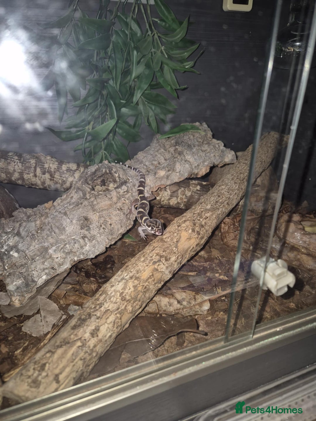 Gecko reptiles for sale: Central American banded gecko for sale - Image 3