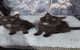 Ragdoll cats for sale: Ragdoll X Maine Coon  - Image 1