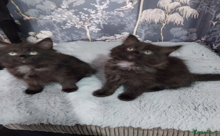Ragdoll cats - Advert 10