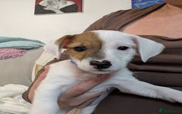 Mixed Breed dogs for sale: Jack Russell 3/4 1/4 chihuahua puppies  - Image 6