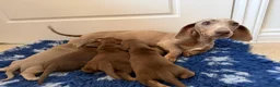 Miniature Dachshund dogs for sale: Beautiful kc registered miniature dachshunds  - Advert 9