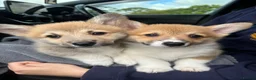 Welsh Corgi Pembroke dogs for sale: 2 Gorgeous Welsh Pembroke corgis 🩷💙 - Advert 3