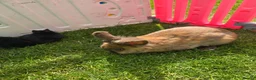 Mixed Breed rabbits for sale: 3/4 lion head bunnies (2 available) in Ipswich - Advert 9