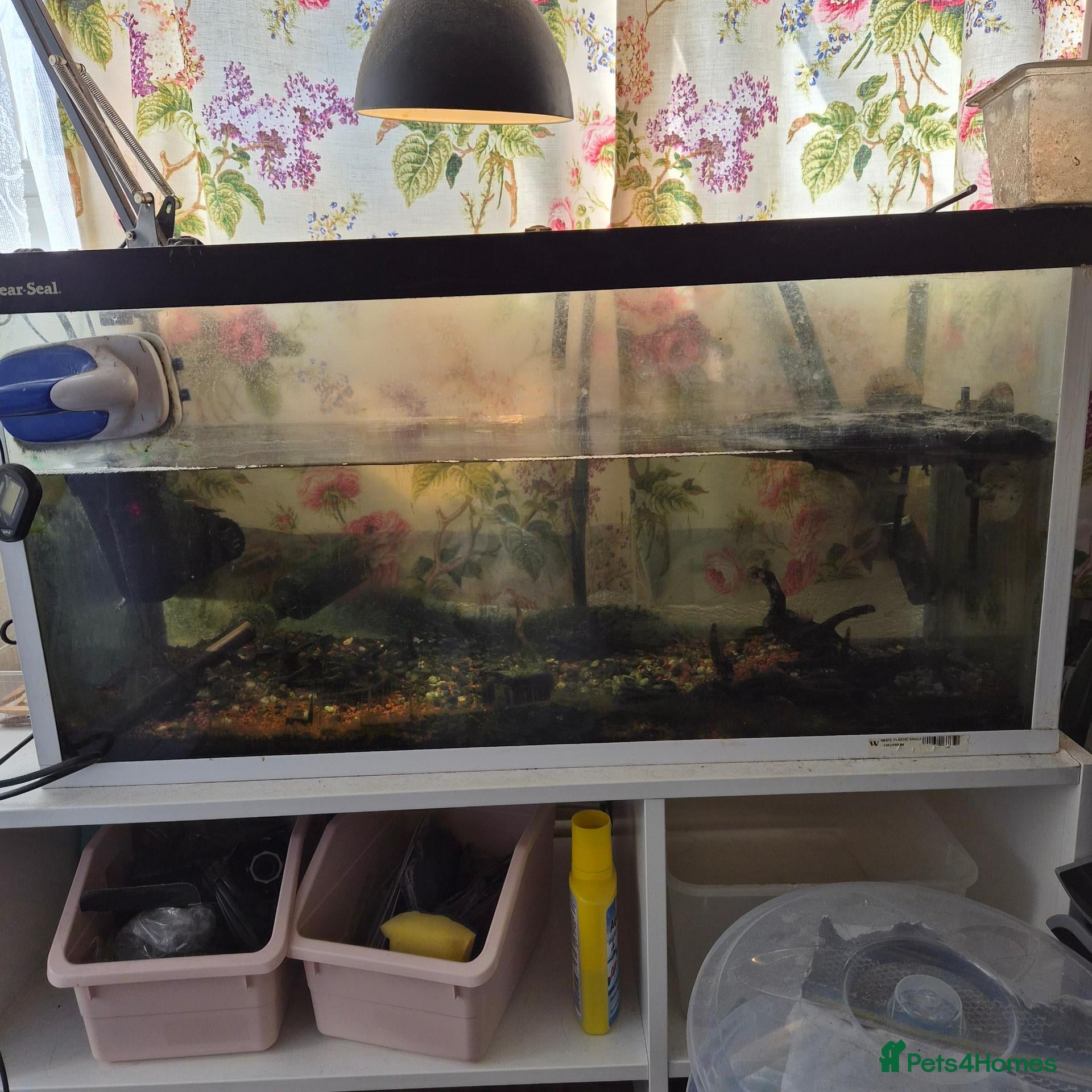 Turtle reptiles Musk turtle needs a new home - Advert 1