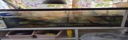 Turtle reptiles for sale: Musk turtle needs a new home in London - Advert 1