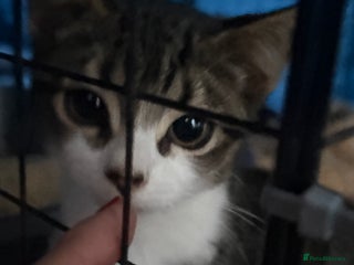 Domestic Shorthair cats Rescue cats- 20 in total rescued - Advert 7