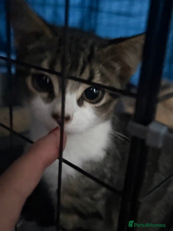 Domestic Shorthair cats - Advert 4