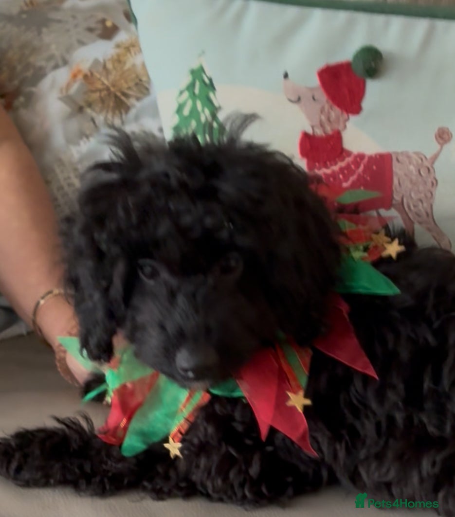 Miniature Poodle dogs Cavapoo poodle mini girl reduced  - Advert 3