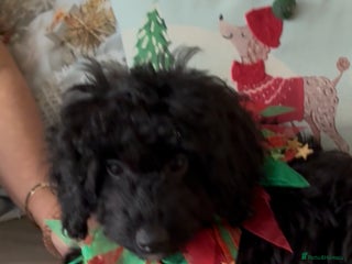 Miniature Poodle dogs Poodle mini X girl last one !!!!! - Advert 18