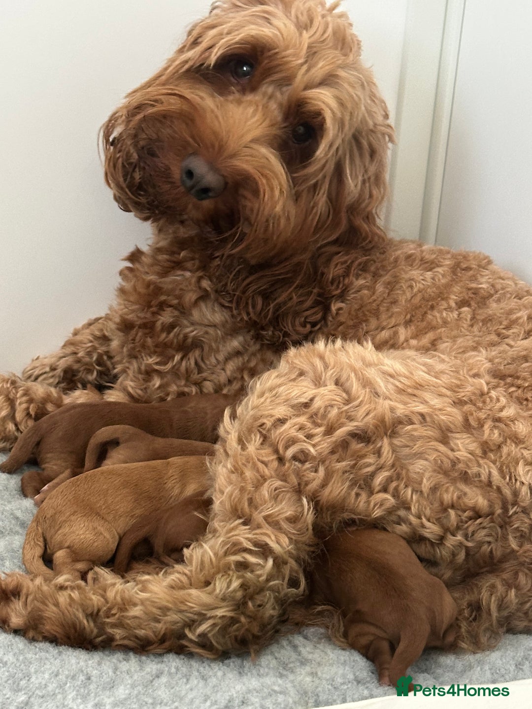 Cockapoo dogs for sale: Westcraigs Cockapoos - Image 5