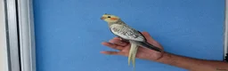 Cockatiels birds for sale: Super Tamed baby Cockatiel for sale - Advert 4