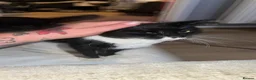 British Shorthair cats for sale: 2 black and white kittens  - Advert 2
