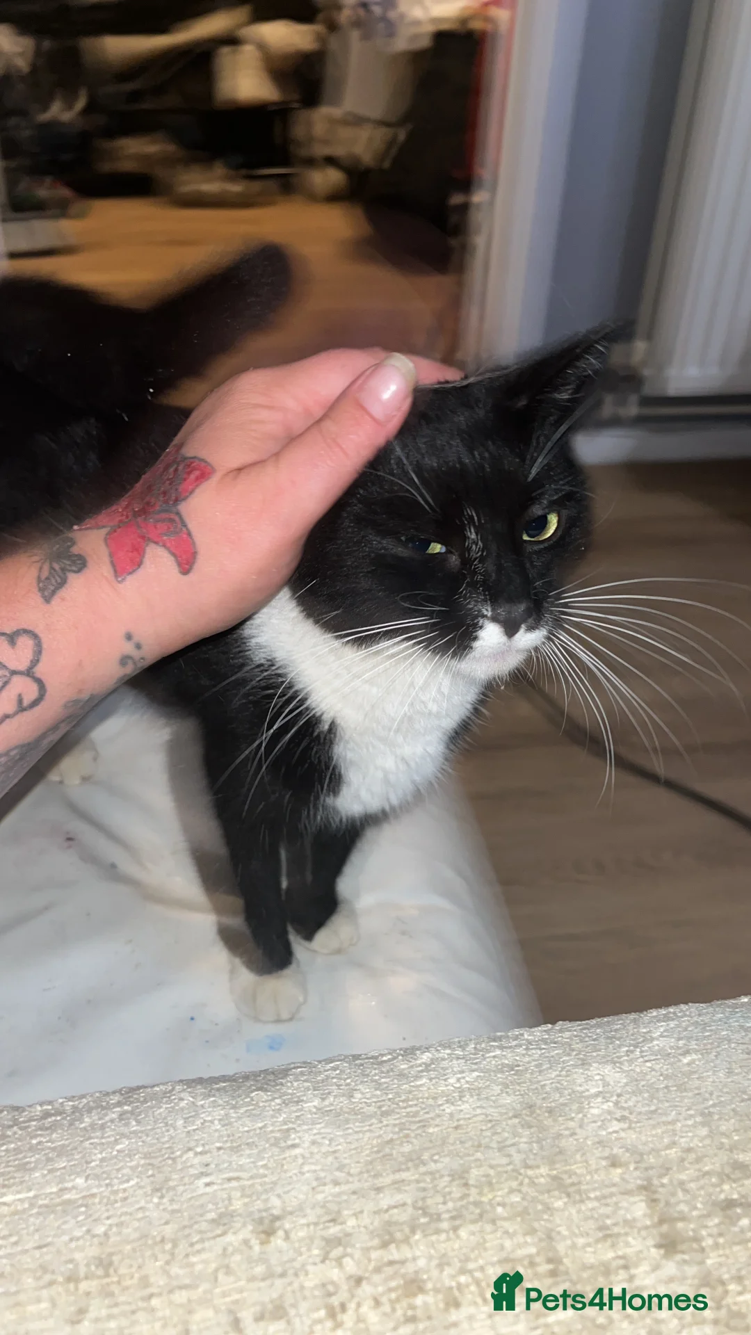 British Shorthair cats for sale: 2 black and white kittens  - Advert 2