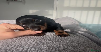 Miniature Dachshund dogs - Advert 4