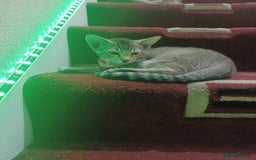 British Shorthair cats for sale: Kitten boy  - Image 11