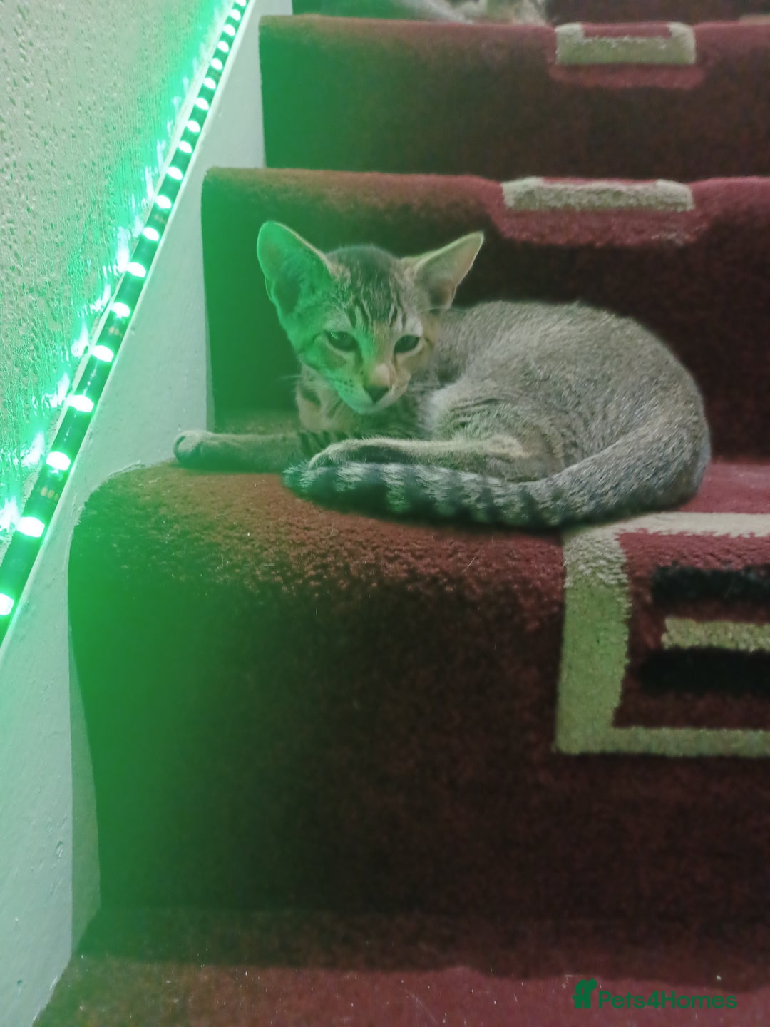 British Shorthair cats for sale: Kitten boy  - Image 11