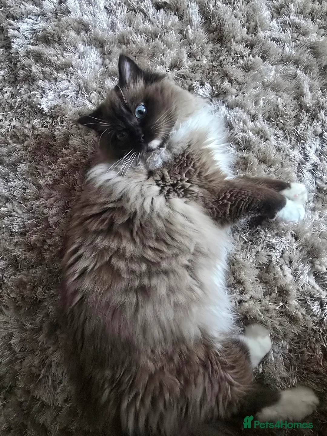 Ragdoll cats for sale: Registered Tica Pedigree Ragdoll Girl - Advert 6