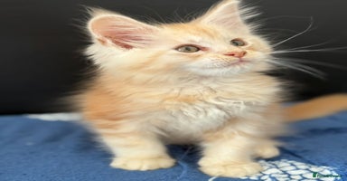 Maine Coon cats - Advert 9