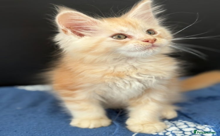 Maine Coon cats - Advert 2