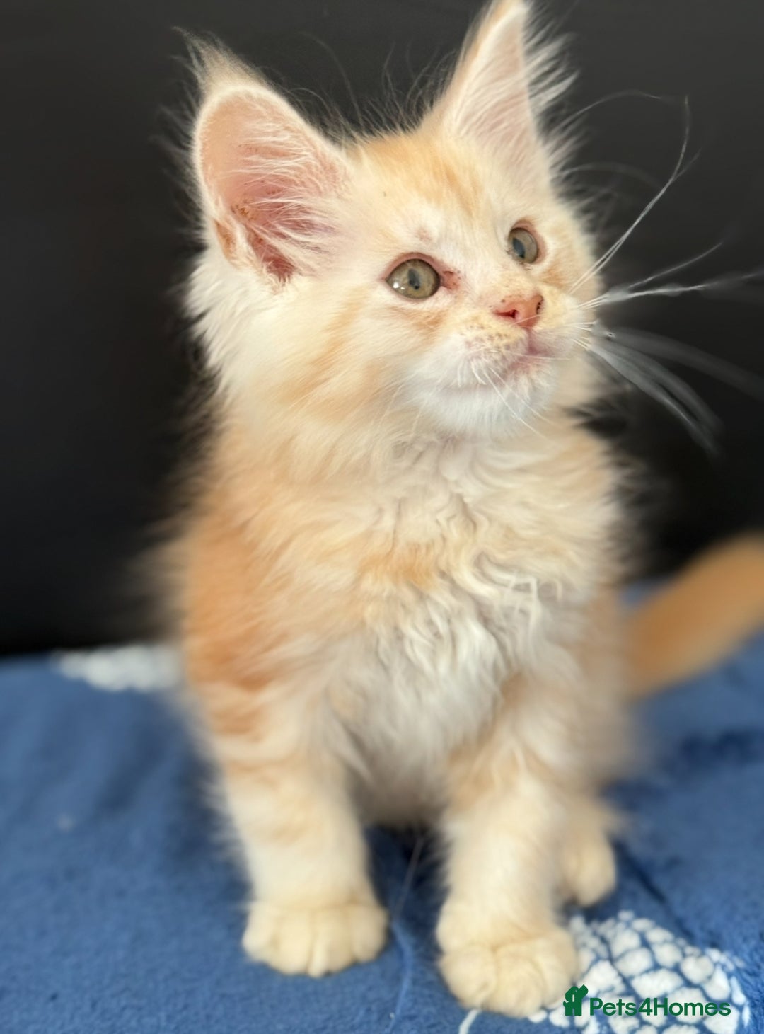 Maine Coon cats for sale: Pedigree MainCoon Kittens  - Image 3