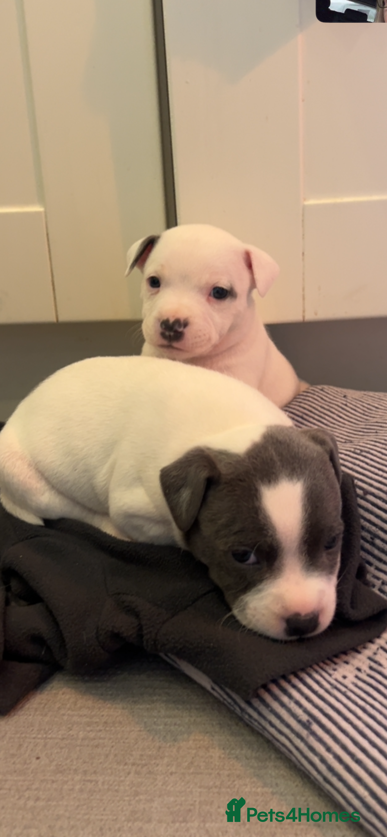 Staffordshire Bull Terrier dogs Kc reg pied, blue and black Staffies  - Advert 17