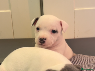 Staffordshire Bull Terrier dogs Kc reg pied, blue and black Staffies - Advert 17