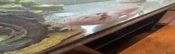 Axolotl reptiles for sale: 2 x female 2 yr leucistic Axolotls in Bury Saint Edmunds - Advert 4