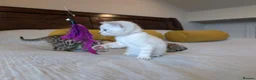 Bengal cats for sale: 🤍🤎🖤 GORGEOUS BENGAL KITTENS 🖤🤎🤍 - Advert 38