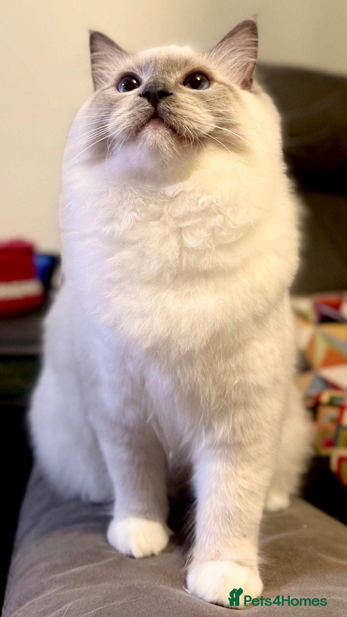 Ragdoll cats SHOW TYPE RAGDOLL BLUE MITTED - Advert 11