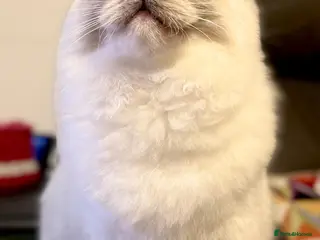 Ragdoll cats SHOW TYPE RAGDOLL BLUE MITTED - Advert 11