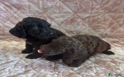Mixed Breed dogs for sale: Stunning Labradoodles  - Image 6